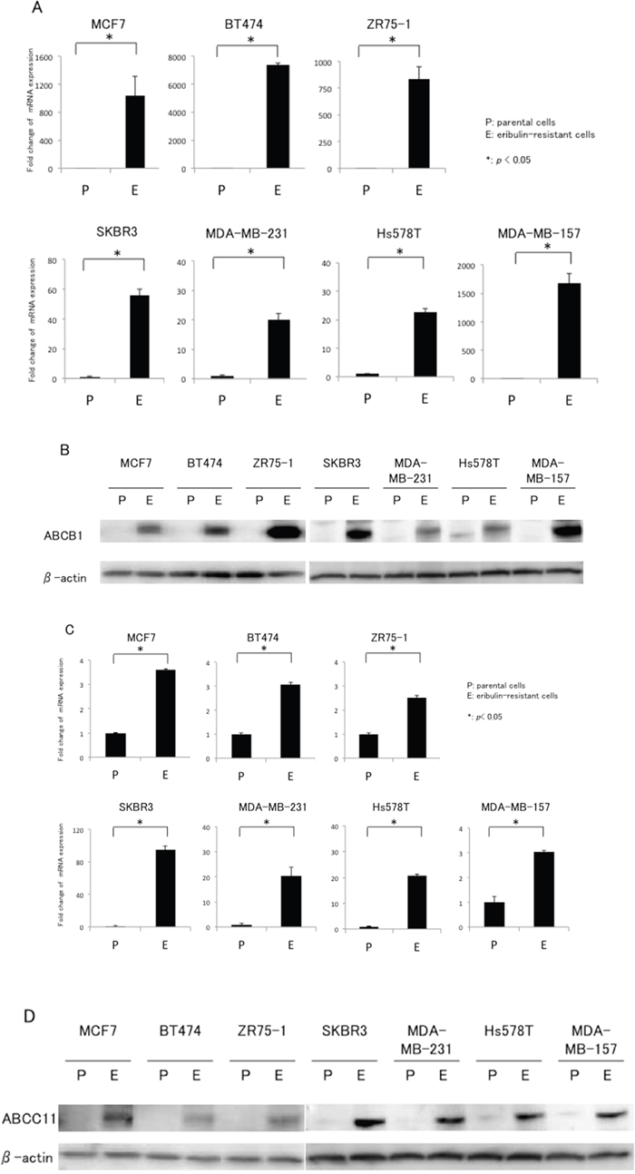 mRNA and protein expression of ABCB1 and ABCC11 in eribulin-resistant breast cancer cells and their parental cells.