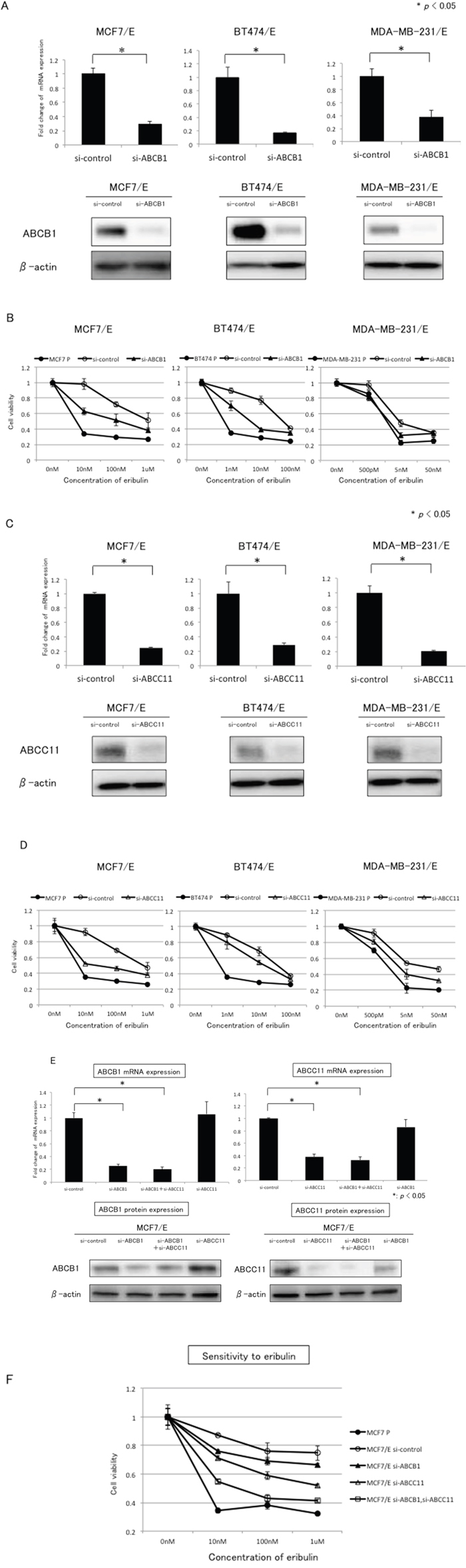 Effects of ABCB1 or ABCC11 knockdown in eribulin-resistant breast cancer cells.