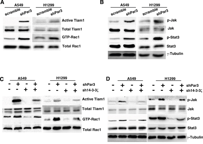 Loss of Par3 activates Tiam1-Rac signaling via 14-3-3&#x03B6;.