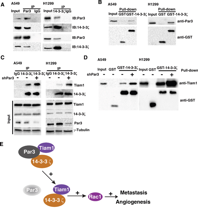 Par3 binds with 14-3-3&#x03B6; and loss of Par3 promotes the interaction between 14-3-3&#x03B6; and Tiam1.