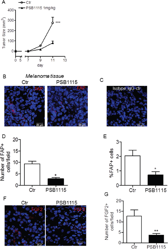 A2BR blockade of in vivo reduces fibroblast activation protein (FAP) expression in melanoma tissues.