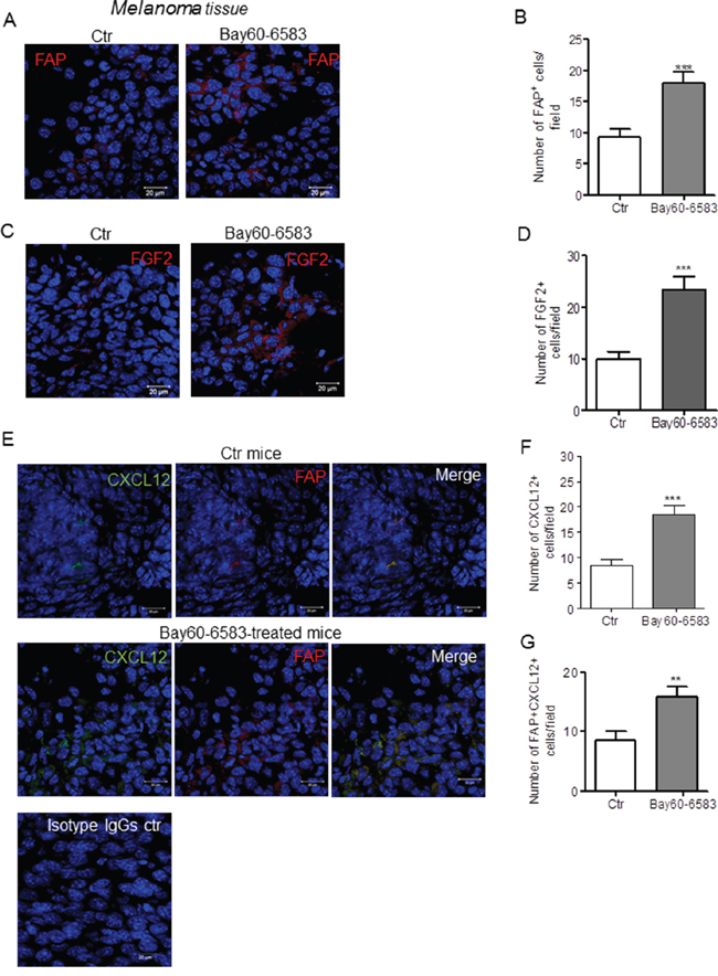 A2BR stimulation enhances the number of FAP positive cells that express CXCL12 and FGF2 in melanoma tissue.