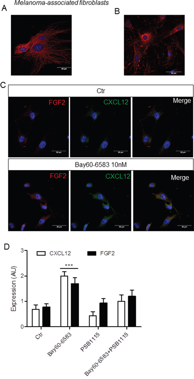Bay60-6583 induces the expression of FGF2 and CXCL12 in isolated melanoma-associated fibroblasts.
