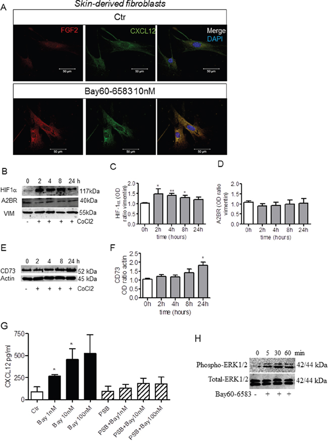 Bay60-6583 induces the expression of FGF2 and CXCL12 in skin-derived fibroblasts under hypoxic conditions in a concentration-dependent manner.