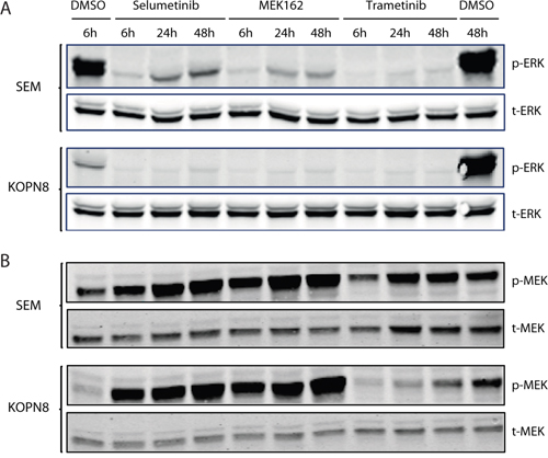 MEK inhibition results in reduced ERK phosphorylation.