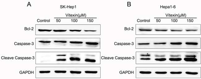 Effects of vitexin on the induction of apoptosis in SK-Hep1 and Hepa1-6 cells.