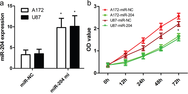 miR-204 inhibits GBM cell proliferation.