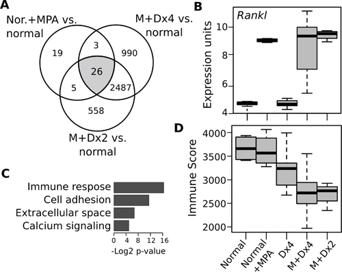 Transcriptomic changes induced by medroxyprogesterone in normal mammary gland and mammary tumors.