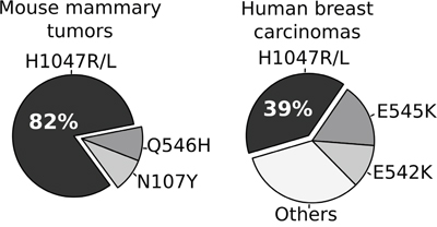 Comparative analysis of the frequency of Pik3Ca/PIK3CA hot-spot mutations among chemically induced mouse mammary tumors and human breast carcinomas.