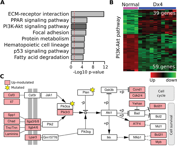 Analysis of differentially expressed transcript in DMBA-induced mouse mammary tumors.