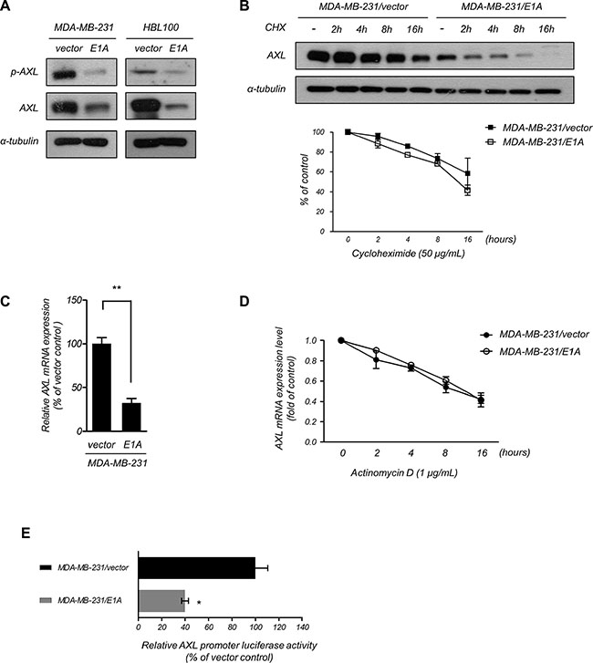 E1A transcriptionally downregulates AXL.