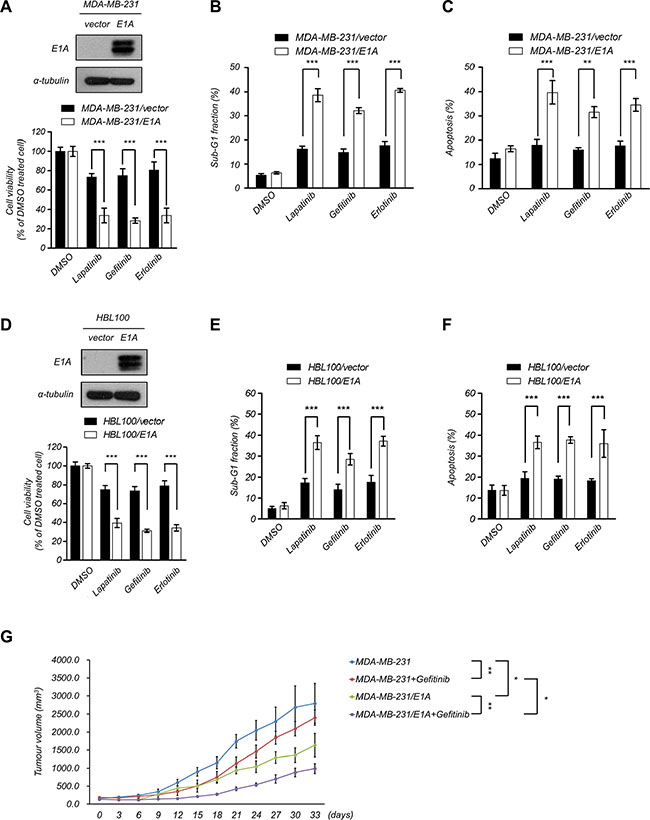 E1A sensitizes breast cancer cells to EGFR-TKI treatment.