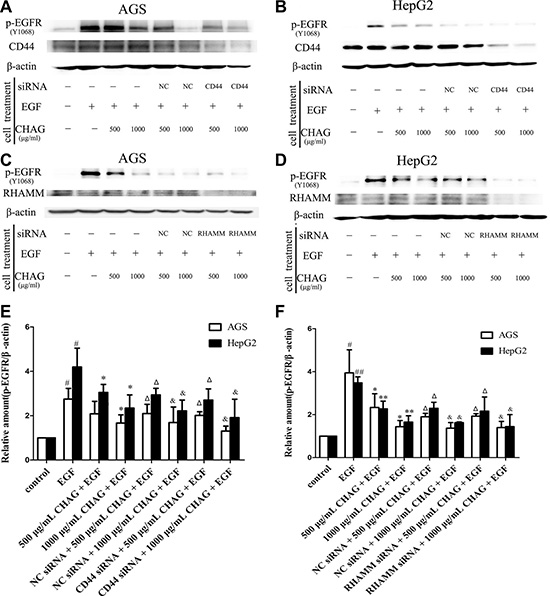 Interference of expression of HA receptors does not affect the inhibition of CHAG on cancer cells.