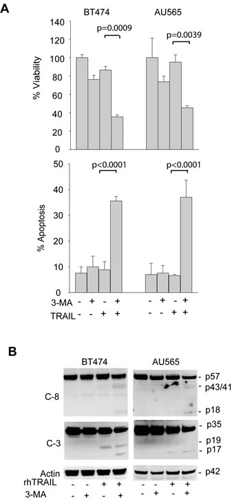 Pharmacological inhibition of basal autophagy sensitizes TRAIL-resistant cells to TRAIL induced apoptosis.