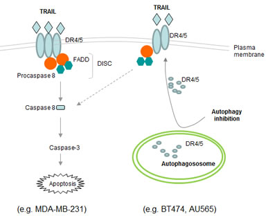 Schematic representation of the basal autophagosome mediated cellular resistance to TRAIL induced apoptosis.