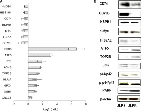 Real-time PCR and western blot analyses of differentially expressed genes and protein expression levels of JLPS and JLPR cells treated with ascorbate.