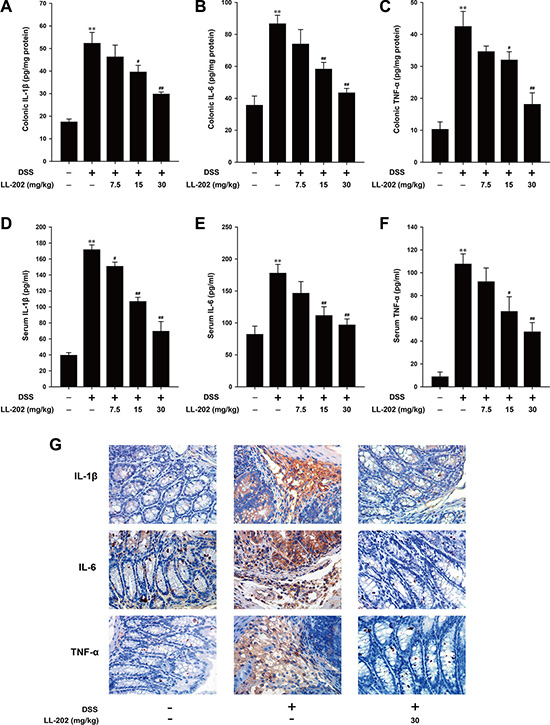 LL202 inhibited pro-inflammatory cytokines production in colon tissues and serum of DSS-colitis mice.