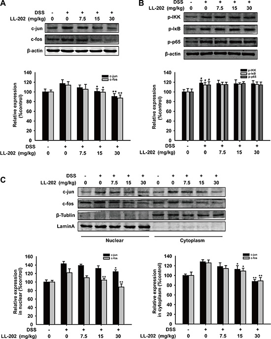 Effects of LL202 on AP-1 and NF-&#x03BA;B signaling in colon tissues of DSS-colitis mice.