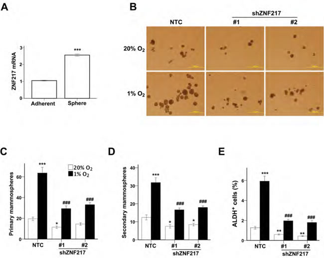 ZNF217 is required for hypoxia-induced BCSC enrichment.