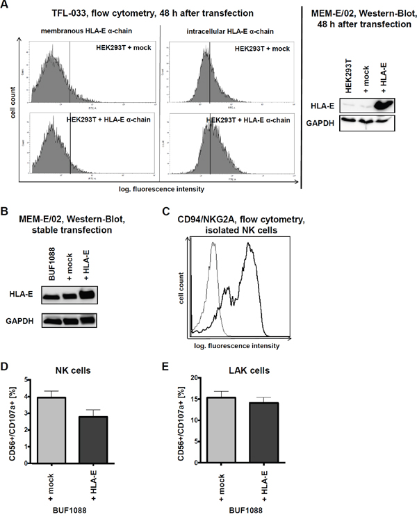 HLA-E overexpression and impact on immune recognition in vitro.