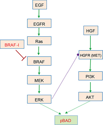Drug resistance mediated by crosstalk inhibition between EGF/EGFR/Ras/Raf/MEK/ERK and HGF/HGFR/PI3K/AKT pathways in BRAFV600E melanomas [15].