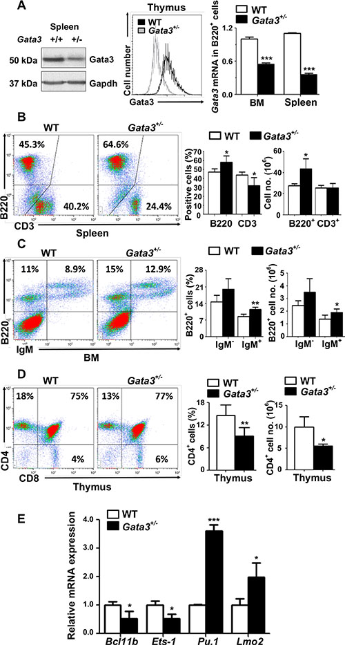Haploid loss of Gata3 enhances B cell populations in the bone marrow and spleen, but reduces T cell populations in the thymus.