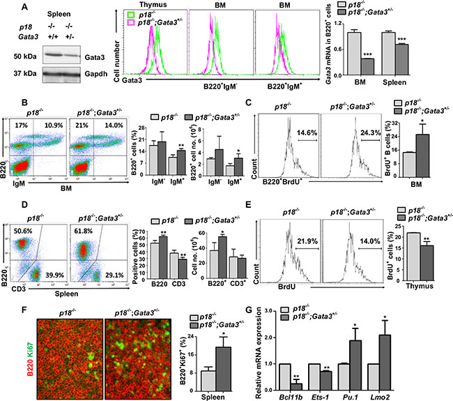 Loss of p18 partially restores Gata3 deficient thymocyte proliferation, and haploid loss of Gata3 in a p18 null background promotes B cell proliferation and differentiation.