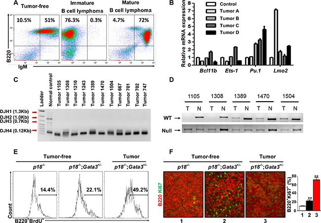 Characterization of lymphomas developed in p18&#x2212;/&#x2212;;Gata3+/&#x2212; mice.