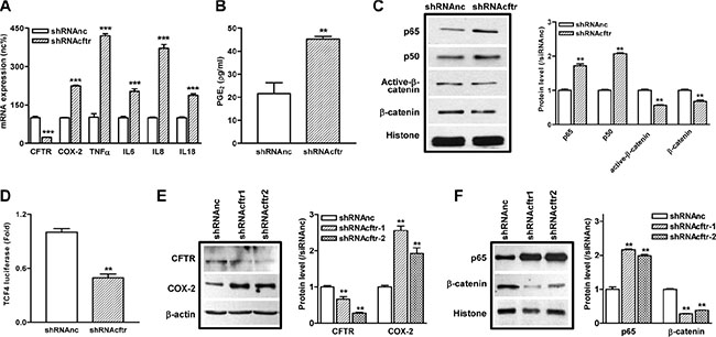Knockdown of CFTR in intestinal epithelial cells leads to exaggerated inflammatory responses and suppression of &#x03B2;-catenin pathway.