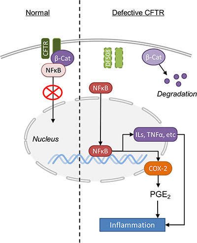 Schematic illustration of the molecular mechanisms underlying CFTR mutation-induced hyper-activation of NF-&#x03BA;B-Cox2-PGE2 pathway in mouse intestine.