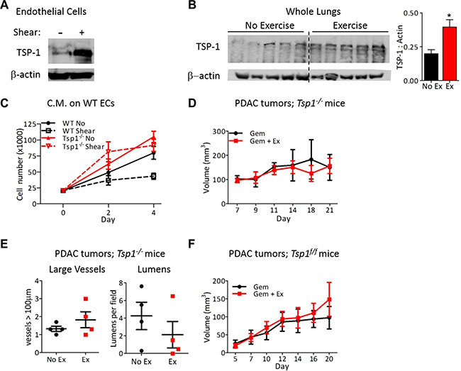 Endothelial-derived TSP-1 is critical for increased chemotherapeutic efficacy by shear stress.