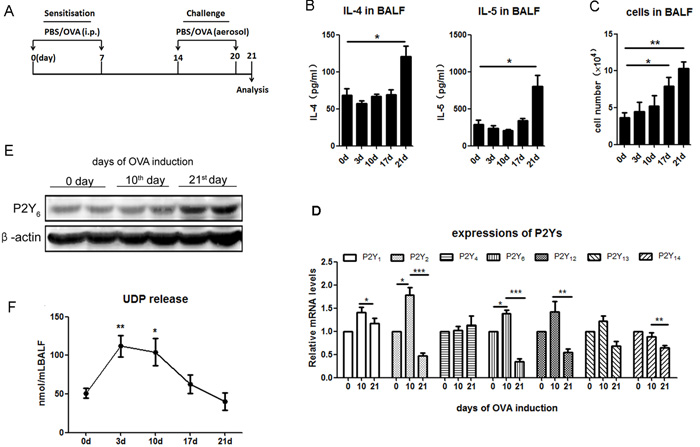 The expressions of P2Ys and UDP release in ovalbumin-induced asthmatic mice.