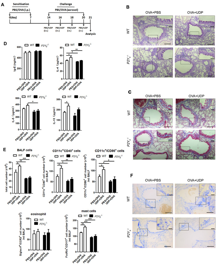 UDP enhance inflammation in ovalbumin-induced asthmatic mice.