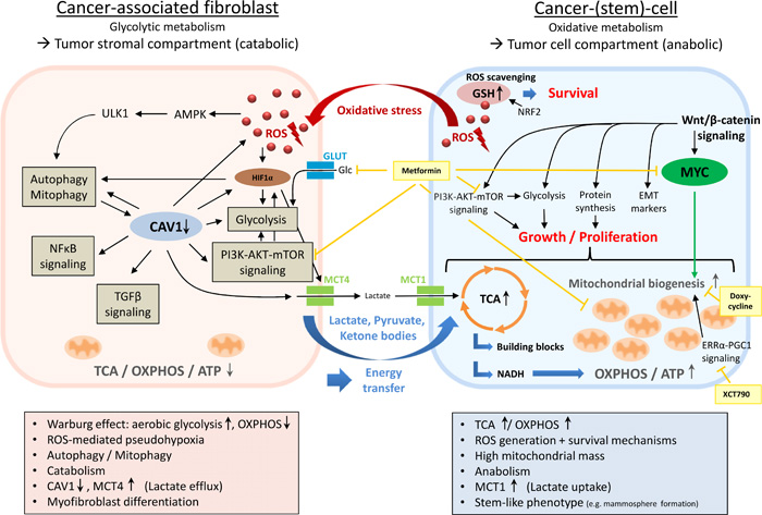 Metabolic coupling in two-compartment tumor metabolism.