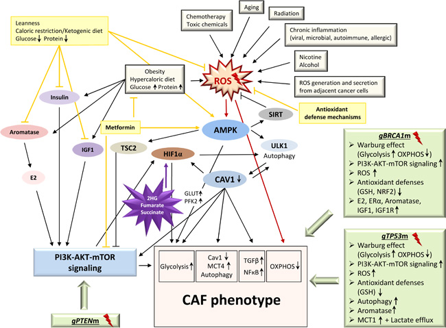 The CAF phenotype: onset and triggers.