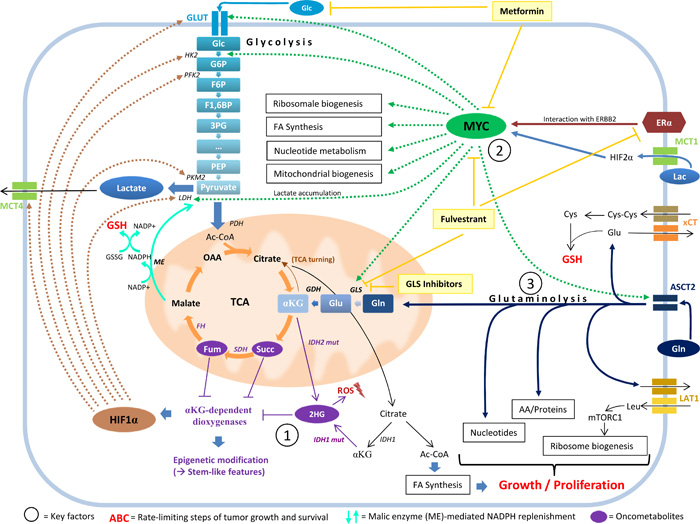 The interplay between 2HG, MYC, and glutamine catabolism.