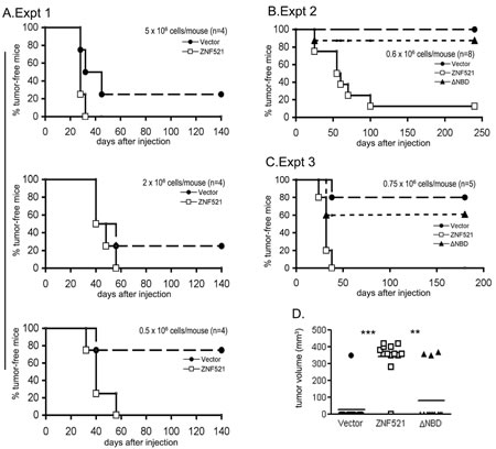 ZNF521 enhances the tumorigenicity of DAOY cells in nude mice.