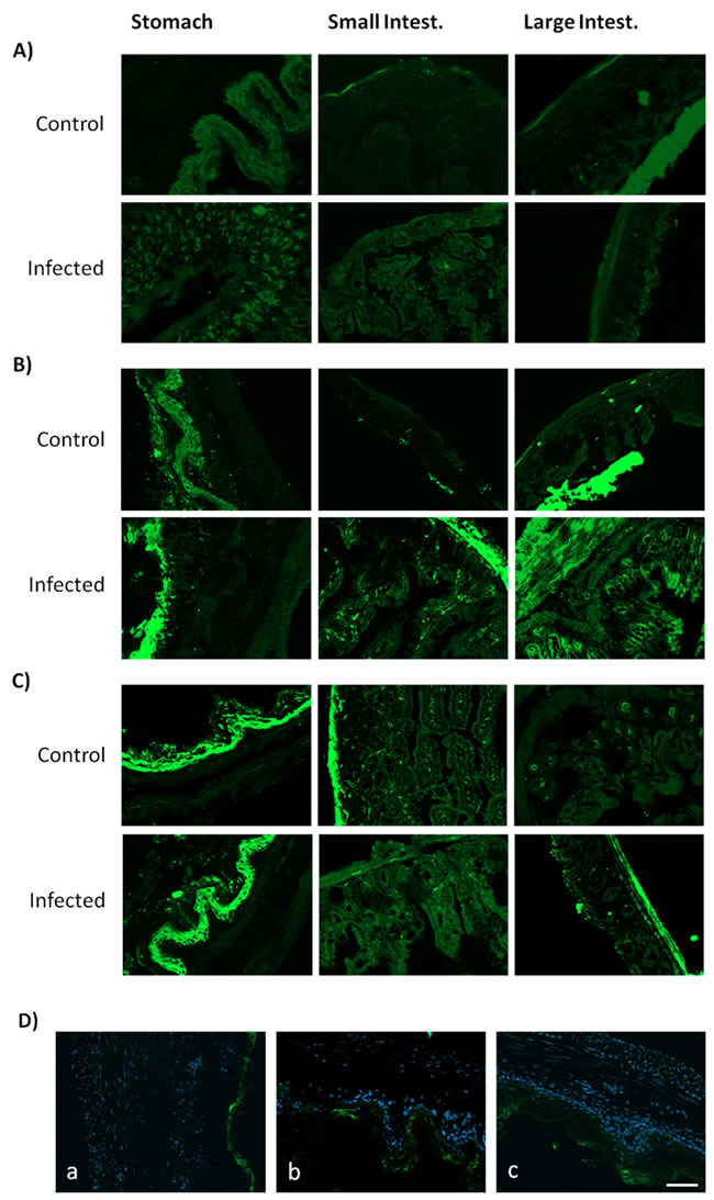Adenosine A2A receptors localization on mice GI tract tissues.