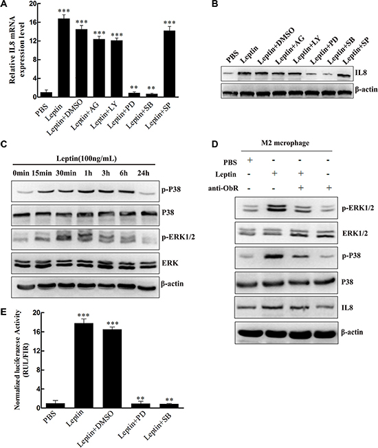 Leptin induced IL-8 production in M2 macrophages by activating the MAPK/ERK 1/2 and P38/MAPK signaling pathways in an ObR-dependent manner.