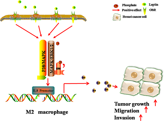 Schematic diagram showing that leptin promotes the migration and invasion of breast cancer cells by stimulating IL-8 production from M2 macrophages.