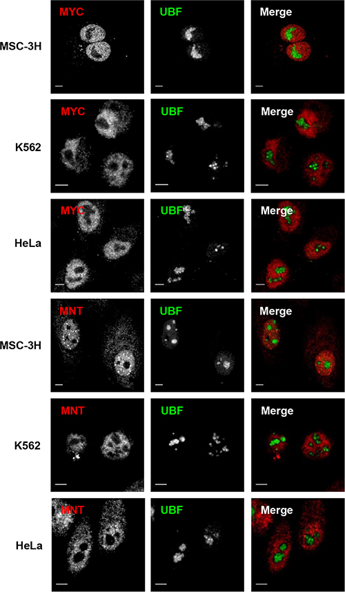 Nucleoplasmic but not nucleolar localization of MYC and MNT.