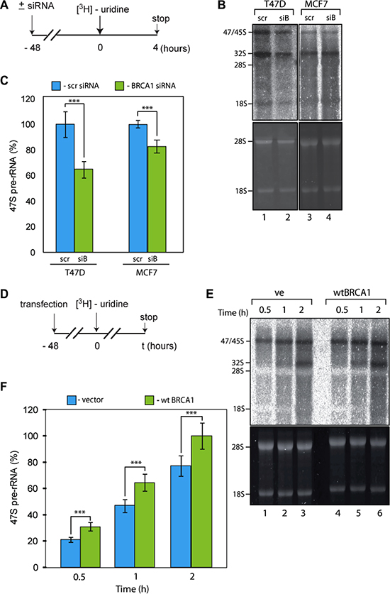 BRCA1 positively regulates rRNA synthesis in cells.