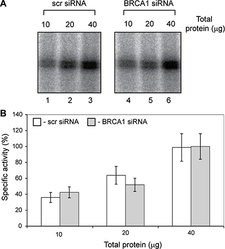 Specific activity of basal Pol-I transcription machinery is not affected by BRCA1 depletion.