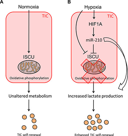 Potential mechanism leading to increased self-renewal of colon TICs under hypoxic conditions.