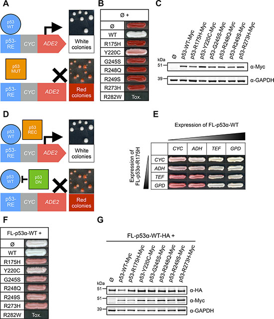 Transcriptional activity and dominant-negative effect of hotspot mutants of p53 in FASAY-RGC strain.