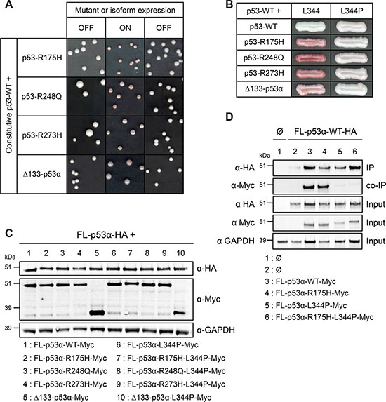 Mechanistic insights into the dominant-negative effect of mutants and isoform of p53 in FASAY-RGC strain.