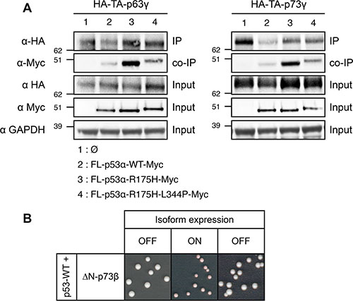 Investigation of the mechanism of the dominant-negative effect exerted by FL-p53&#x03B1;-R175H over TA-p63&#x03B3; and TA-p73&#x03B3; in FASAY-RGC strain.