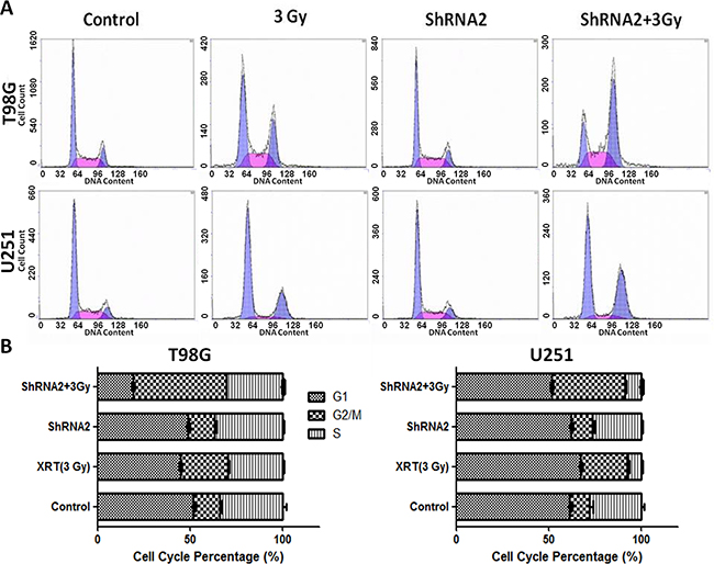 c-Fos depletion combined with 3 Gy radiation increased the sub-G2/M population.