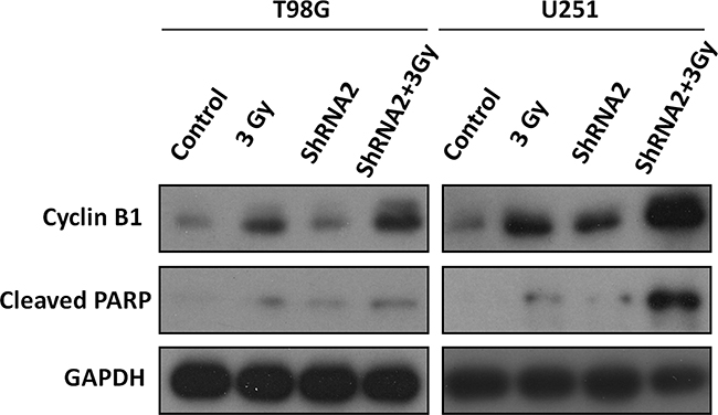 Western blot analysis of cell cycle and apoptosis-related proteins.