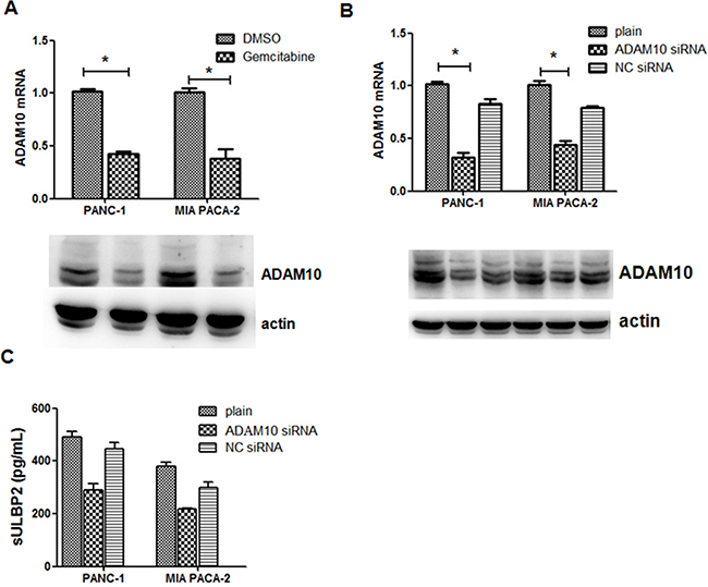 Gemcitabine-mediated shedding of ULBP2 is ADAM10-dependent.